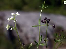 Attēlu rezultāti vaicājumam “Galium elongatum leaf”