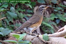 Image result for Turdus obscurus