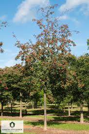 Attēlu rezultāti vaicājumam “Sorbus aucuparia”