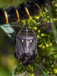 Attēlu rezultāti vaicājumam “Jalla dumosa”