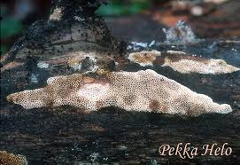 Attēlu rezultāti vaicājumam “Antrodia macra”