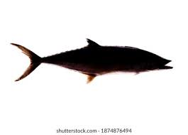 Image result for Scomberomorus maculatus