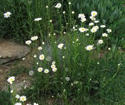 Image result for Chrysanthemum leucanthemum