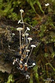 Attēlu rezultāti vaicājumam “Collybia tuberosa”