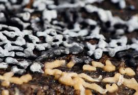 Attēlu rezultāti vaicājumam “Badhamia bethelii young”