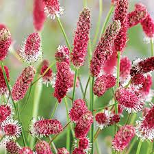 Attēlu rezultāti vaicājumam “Sanguisorba officinalis flower”