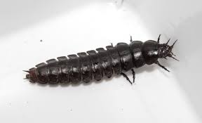 Attēlu rezultāti vaicājumam “Carabus coriaceus”