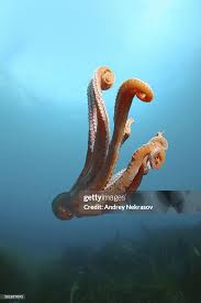 Image result for Enteroctopus dofleini