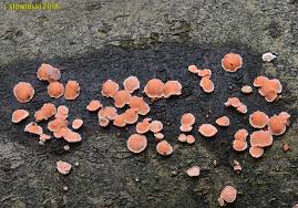 Attēlu rezultāti vaicājumam “Aleurodiscus amorphus”