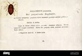 Attēlu rezultāti vaicājumam “Tetratomidae”