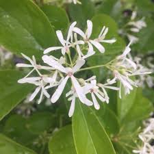 Attēlu rezultāti vaicājumam “Chionanthus virginicus flower”