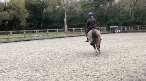 Image result for Elstead Riding Club