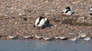 Attēlu rezultāti vaicājumam “Tadorna tadorna juvenile”