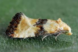 Attēlu rezultāti vaicājumam “Eupoecilia angustana”