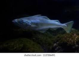 Image result for Pollachius virens