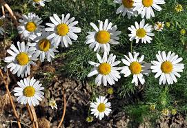 Attēlu rezultāti vaicājumam “Tripleurospermum inodorum flower”