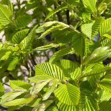 Attēlu rezultāti vaicājumam “Carpinus betulus”