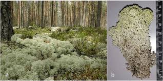 Attēlu rezultāti vaicājumam “Cladonia stellaris”