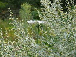 Attēlu rezultāti vaicājumam “Artemisia absinthium flower”