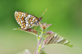 Attēlu rezultāti vaicājumam “Melitaea diamina”