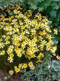 Image result for Coreopsis