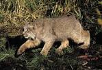 Canada Lynx - Mammalia Reference Library - redOrbit
