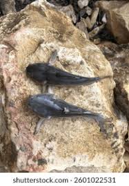 Image result for Ariopsis felis