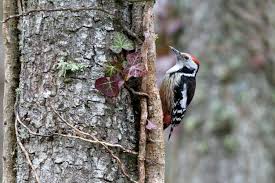 Attēlu rezultāti vaicājumam “Dendrocopos medius nest”