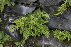 Attēlu rezultāti vaicājumam “Gymnocarpium robertianum”