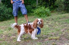 Image result for Cavalier Badminton Club