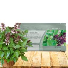 Image result for Ocimum basilicum