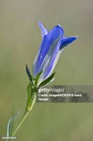 Attēlu rezultāti vaicājumam “Gentiana pneumonanthe”