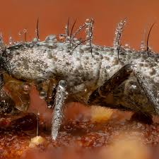 Attēlu rezultāti vaicājumam “Arcyria helvetica macro”