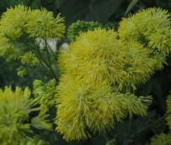Attēlu rezultāti vaicājumam “Thalictrum flavum bud”