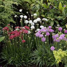 Image result for Grasnelke