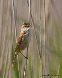 Image result for Acrocephalus agricola