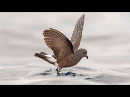 Image result for Oceanites oceanicus