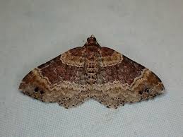 Attēlu rezultāti vaicājumam “Xanthorhoe spadicearia”