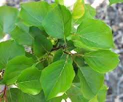 Attēlu rezultāti vaicājumam “Prunus armeniaca leaf”