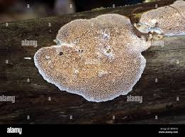 Attēlu rezultāti vaicājumam “Antrodia albida”