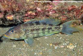 Image result for Centropristis striata