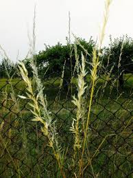 Attēlu rezultāti vaicājumam “Arrhenatherum elatius”