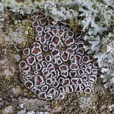 Attēlu rezultāti vaicājumam “Lecanora argentata”