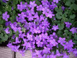 Image result for Campanula affinis