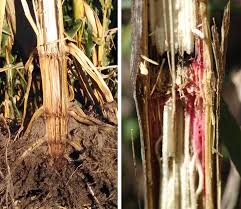 Attēlu rezultāti vaicājumam “Stemonaria irregularis stalked”