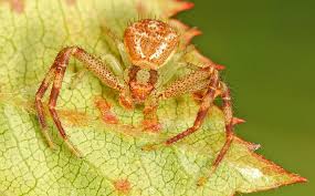 Image result for crab spider