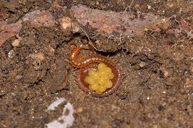 Attēlu rezultāti vaicājumam “Geophilidae”