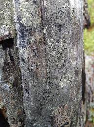 Attēlu rezultāti vaicājumam “Hertelidea botryosa”