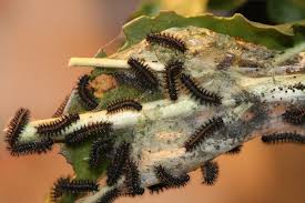 Attēlu rezultāti vaicājumam “Euphydryas maturna larva”