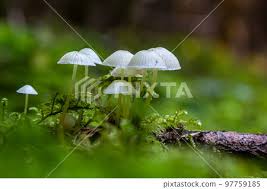 Attēlu rezultāti vaicājumam “Mycena epipterygia”